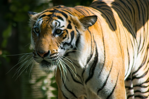 Zdjęcie zamknij tygrys bengalski