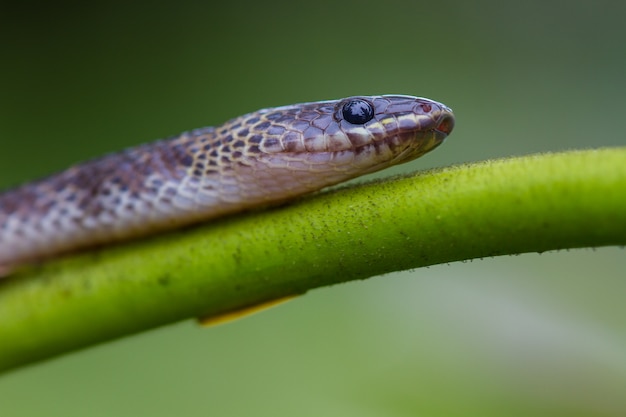 Zamknij węża Blue Krait