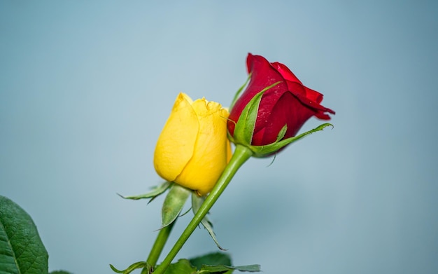 Zamknij widok czerwonego i żółtego kwiatu róży