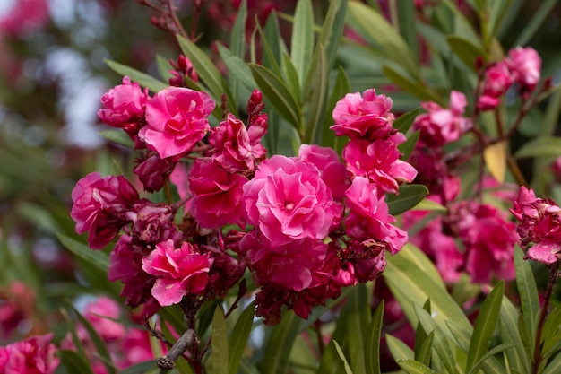 Zamknij Widok Kwiatów Oleander (nerium Oleander).