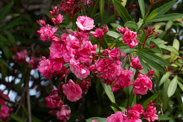 Zdjęcie zamknij widok kwiatów oleander (nerium oleander).
