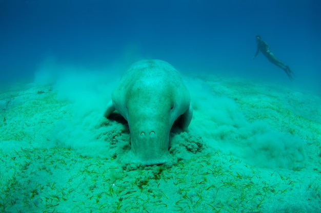 Zamknij widok na słodkie i niesamowite dugong.Podwodny strzał. Nurek w płetwach i masce patrzący na dość rzadkie zwierzę oceaniczne, które je pod wodą trawę morską. Ogromna krowa morska. Dugon. Podwodna fauna i flora.