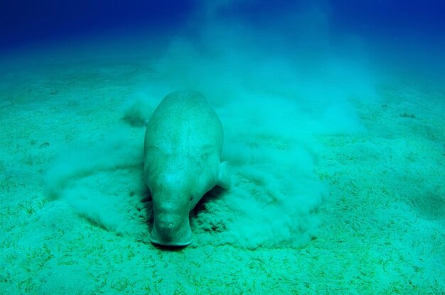 Zamknij widok na słodkie i niesamowite dugong.Podwodny strzał. Patrząc na dość rzadkie zwierzę oceaniczne, które je pod wodą trawę morską. Ogromna krowa morska. Dugonia. Podwodna fauna i flora. Aktywne życie. Dzikiej przyrody.