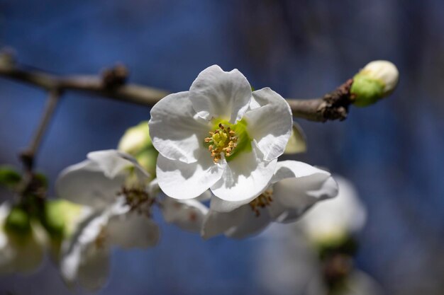 Zdjęcie zamknij wiele delikatnych białych kwiatów białego krzew chaenomeles japonica powszechnie znany jako japoński lub maule's quince w słonecznym ogrodzie wiosennym piękne japońskie kwiaty sakura na tle
