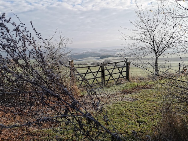 Zdjęcie zamrożona natura