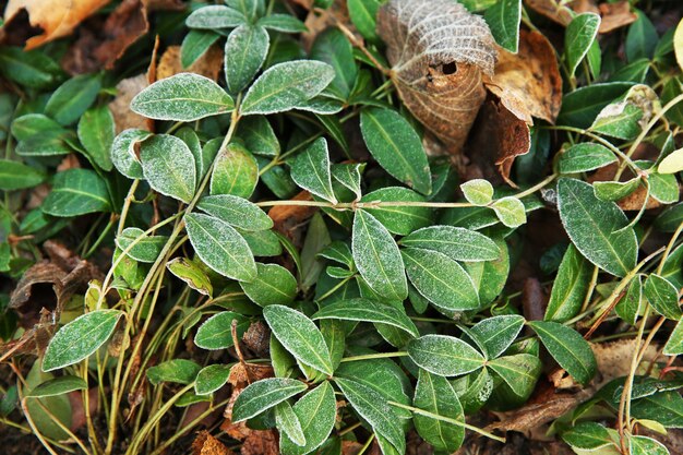 Zamrożone Rośliny, Z Bliska. Naturalna Powierzchnia