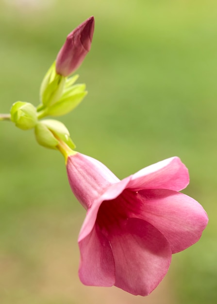 Zamyka up Allamanda cathartica