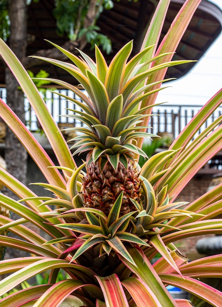 Zdjęcie zamyka up ananasowy drzewo w ogródzie. ananas comosus.