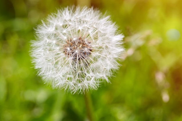 Zamyka up biały dandelion kwiat z zielonym tłem