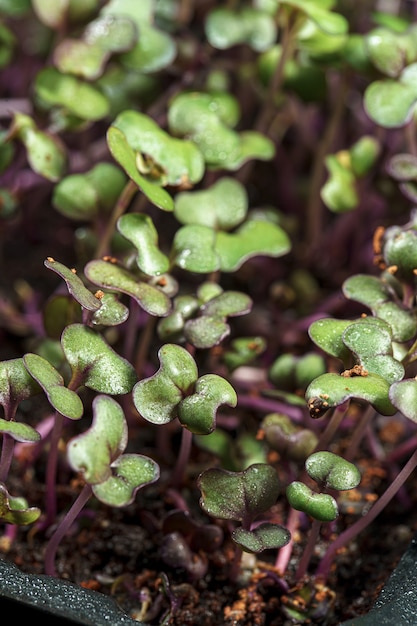 Zamyka up Czerwonej kapusty microgreen świeże flance i młodzi liście