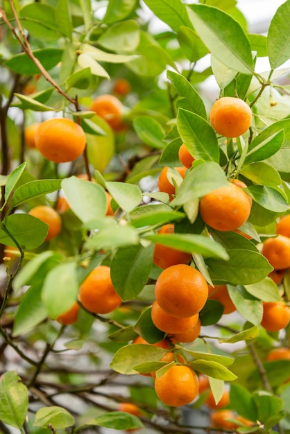 Zamyka Up Dojrzałe Ogange Tangerine Owoc R Na Drzewie