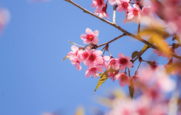 Zamyka up Dzicy Himalajscy czereśniowi kwiaty lub Sakura