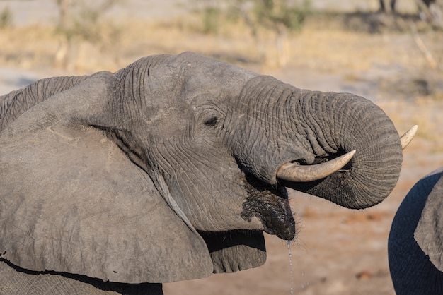 Zamyka up i portret młody Afrykański słoń pije od waterhole.