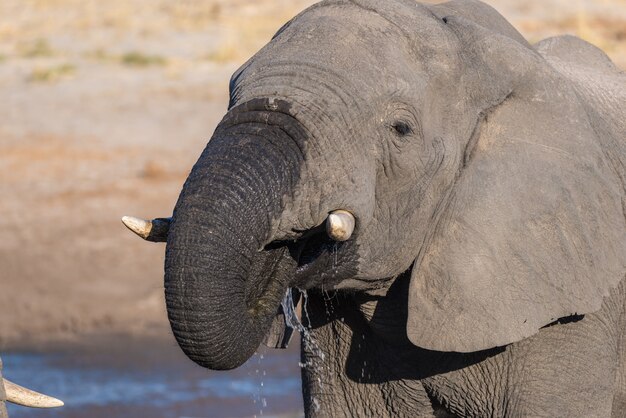 Zamyka up i portret młody Afrykański słoń pije od waterhole.