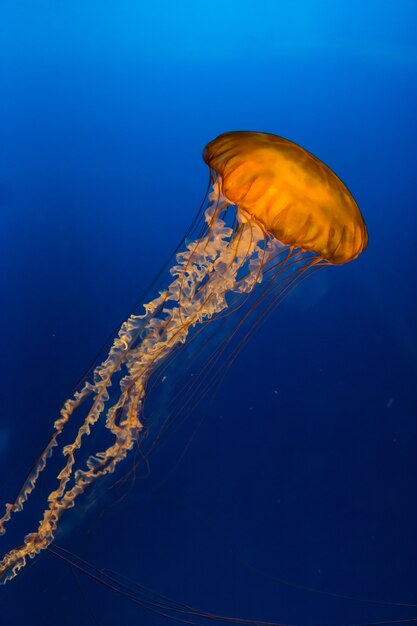 Zamyka Up Jellyfish W Akwarium Pod Jaskrawymi Błękitnymi światłami.