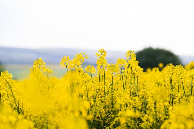 Zamyka up kwitnące żółte rośliny na rolnym polu