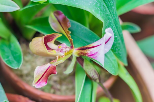 Zamyka Up Kwitnący Storczykowy Paphiopedilum W Ogródzie Botanicznym