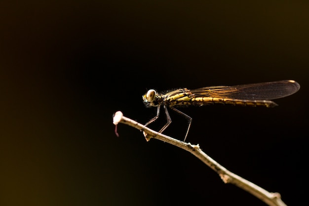 Zamyka Up Mały Piękny Dragonfly