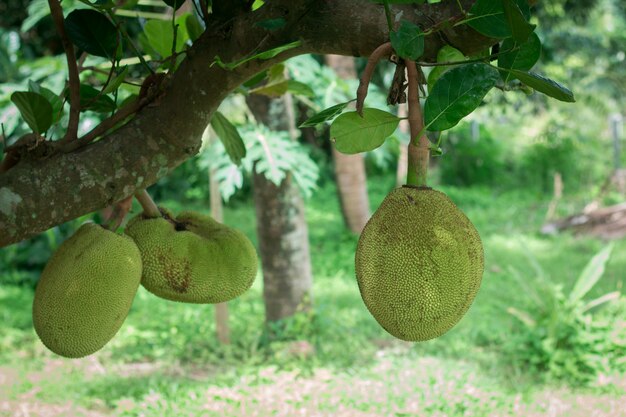 Zamyka Up Młody Jackfruit Na Roślinie