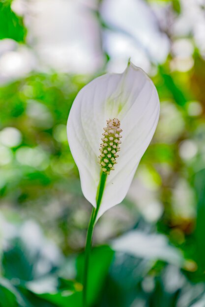 Zamyka up pięknego kwitnącego spathiphyllum tropikalny kwiat na zielonym bokeh tle