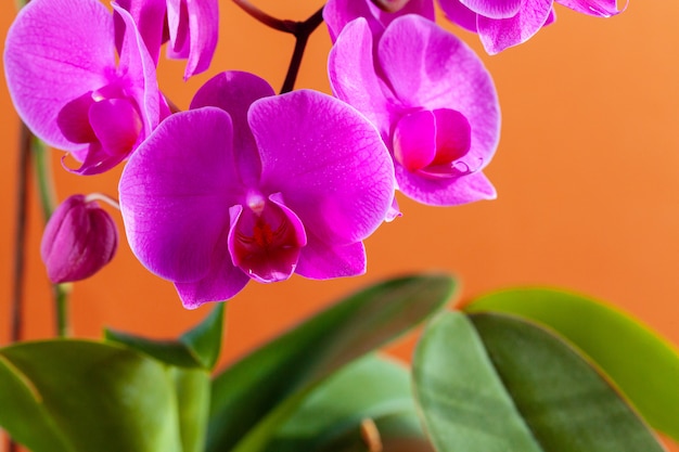 Zamyka up pięknych phalaenopsis storczykowi kwiaty