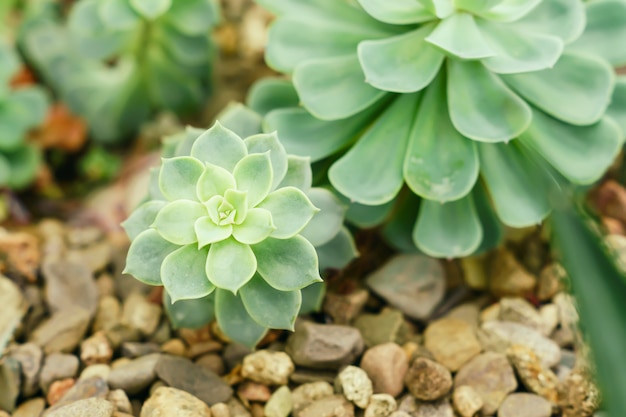 Zamyka up różany echeveria, sukulenty w pustynnym ogródzie botanicznym z piaska kamiennymi otoczakami