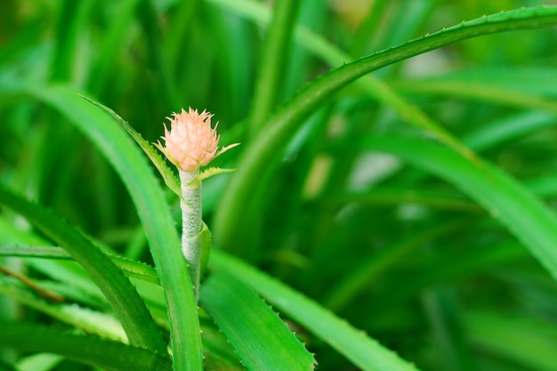 Zamyka up Różowy bromeliad lub ananas z świeżym zielonym liściem dla tapety lub tła.