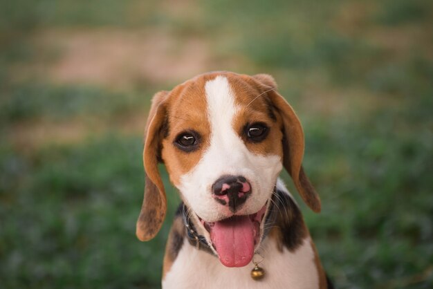 Zamyka Up śliczny Młody Beagle Bawić Się W Ogródzie