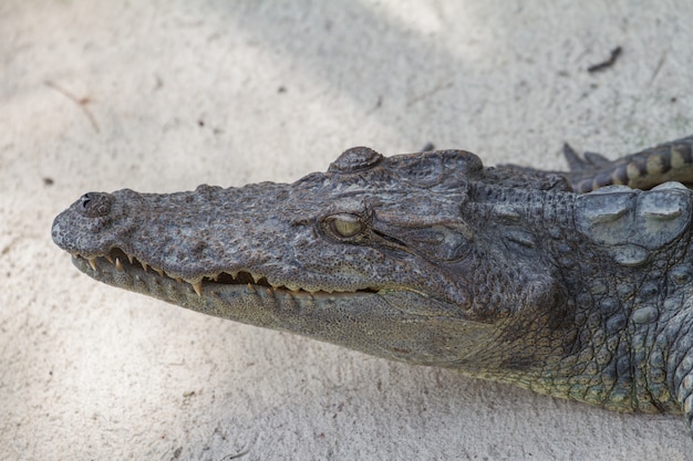 Zamyka up Syjamski krokodyl
