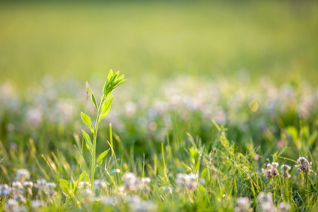Zamyka up zielona świeża świrzepy roślina na wiosny trawy gazonie.