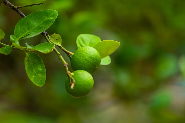 Zamyka up zielone cytryny r na cytryny drzewie w ogrodowej cytrus owoc Thailand.