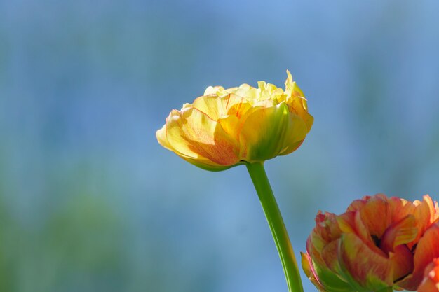 Zamyka up żółci tulipany na błękitnym tle. Kwiat tło. Krajobraz letniego ogrodu