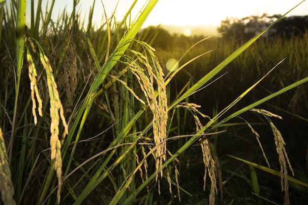 Zamyka up żółtej zieleni ryż pole