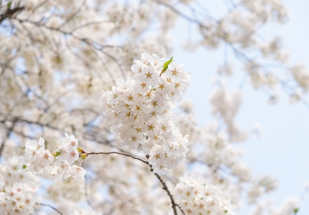 Zamyka w górę białego Sakura kwiatu okwitnięcia na drzewie w wiośnie sezonowej