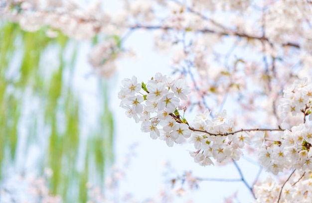 Zamyka w górę białego Sakura kwiatu okwitnięcia na drzewie w wiośnie sezonowej