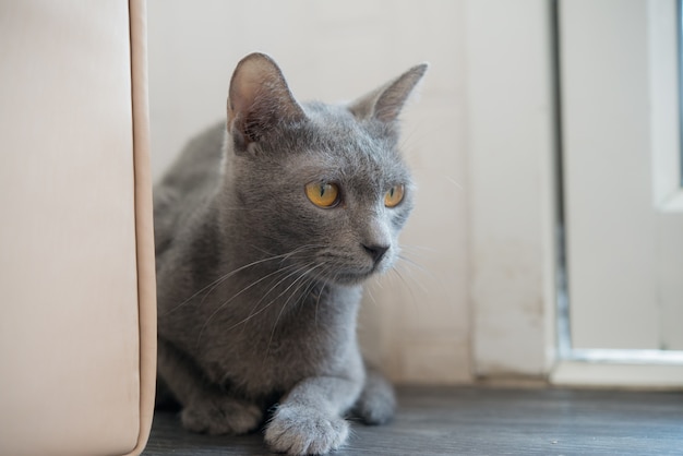 Zdjęcie zamyka w górę błękitnego syjamskiego kota oka.