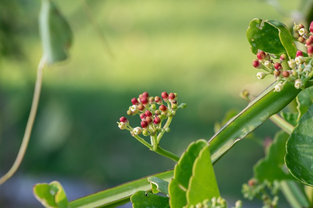 Zamyka w górę Cissus quadrangularis zielarskiej rośliny. Powszechnie znany jako winogrono Veldta, kręgosłup diabła, nieugięty pnącze, asthisamharaka lub hadjod.