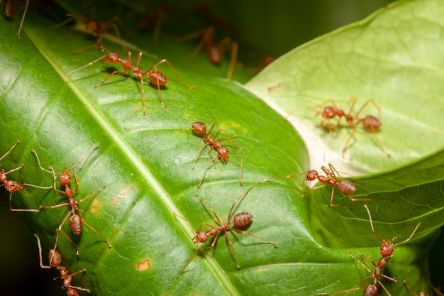 Zamyka w górę czerwonej mrówki na liścia drzewie w naturze przy Thailand