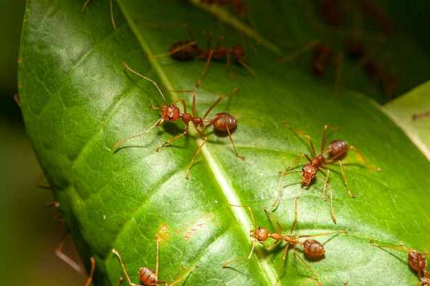 Zamyka w górę czerwonej mrówki na liścia drzewie w naturze przy Thailand