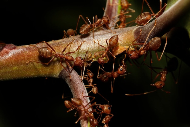 Zamyka w górę grupowej czerwonej mrówki na kija drzewie w naturze przy Thailand