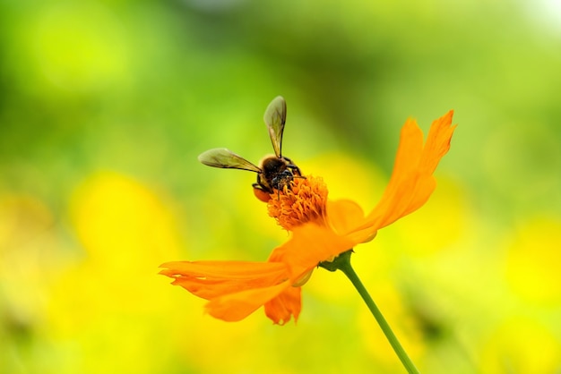 Zamyka w górę kosmosu kwiatu i pszczoły