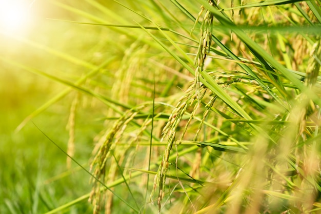 Zamyka w górę organicznie jaśminowego ryżu pola na zieleni zamazywał tło z światłem słonecznym.