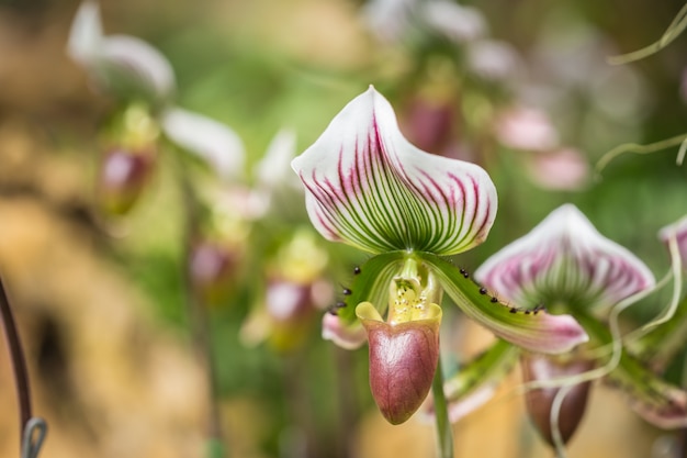 Zamyka w górę paphiopedilum ogródu jawnego. (Orchidea)