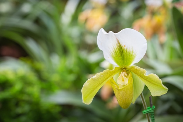 Zamyka w górę paphiopedilum ogródu jawnego. (Orchidea)