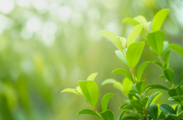 Zamyka w górę pięknego widoku natury zieleni liście na zamazanym greenery drzewa tle