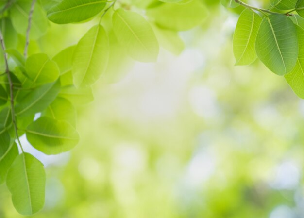 Zamyka w górę pięknego widoku natury zieleni liście na zamazanym greenery drzewa tle