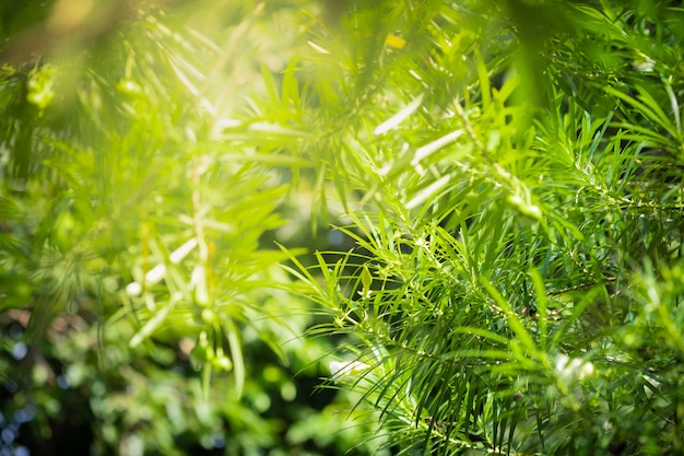 Zamyka w górę pięknego widoku natury zieleni liście na zamazanym greenery drzewa tle