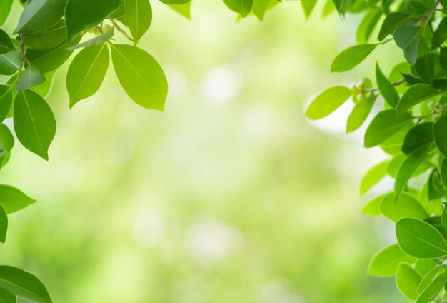 Zamyka W Górę Pięknej Naturalnej Widok Zieleni Opuszcza Z światłem Słonecznym Na Greenery Zamazanym Tapetowym B