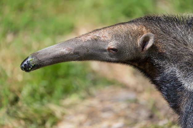 Zamyka w górę portreta dziki anteater Myrmecophagidae