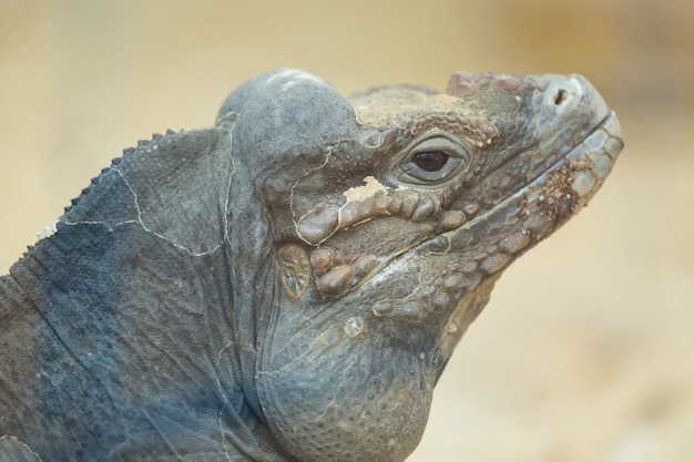 Zdjęcie zamyka w górę portreta głowa nosorożec iguana